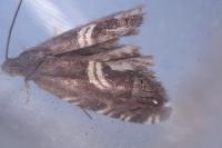 Grapholita fissana