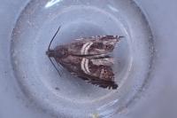 Grapholita fissana
