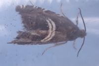 Grapholita fissana