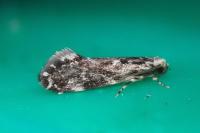 Dryadaula heindeli