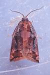 Archips oporana