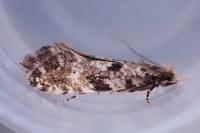 Nemapogon ruricolellus