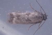 Caryocolum junctellum