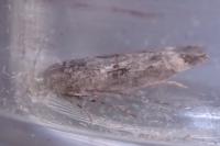 Caryocolum junctellum