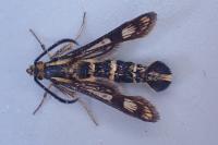 Chamaesphecia empiformis