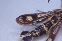 Chamaesphecia empiformis