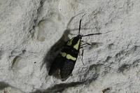 Dasycera oliviella