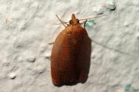 Clepsis consimilana