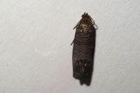 Cydia pomonella