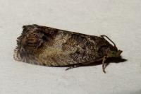Cydia splendana