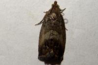 Cydia splendana