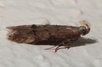 Teleiodes vulgella