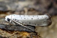 Yponomeuta rorrella