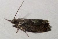 Zeiraphera isertana
