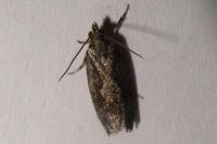 Zeiraphera isertana