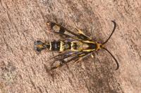 Chamaesphecia empiformis