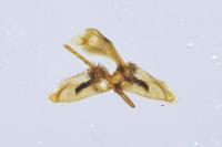 Chamaesphecia empiformis