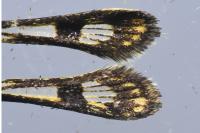 Chamaesphecia empiformis