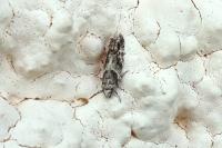 Recurvaria nanella