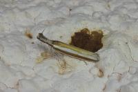 Pleurota aristella