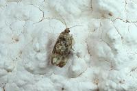 Endothenia
