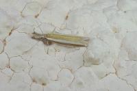 Pleurota aristella