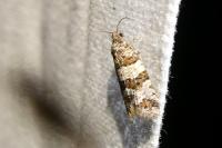 Isotrias rectifasciana