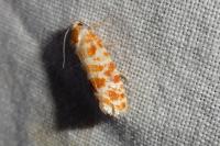 Rhyacionia pinicolana
