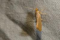 Crassa unitella