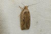 Agonopterix yeatiana