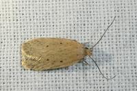 Agonopterix rotundella