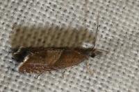 Dichrorampha acuminatana