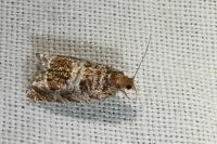 Ancylis achatana