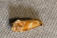 Gynnidomorpha rubricana