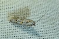 Symmocoides oxybiella