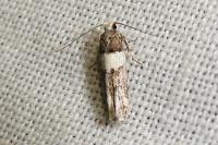 Recurvaria leucatella