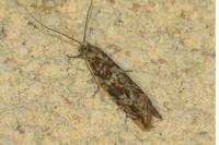 Bactra furfurana