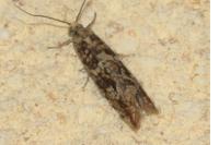 Bactra furfurana