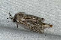 Parahypopta caestrum