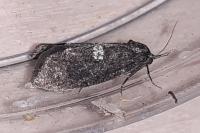 Penestoglossa gallica
