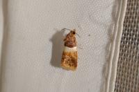 Epinotia festivana