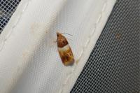 Epinotia festivana