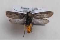 Ethmia aurifluella