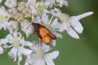 Pammene aurana