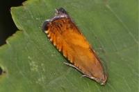 Pammene aurita