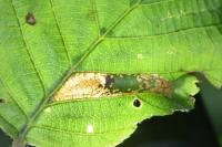Phyllonorycter rajella
