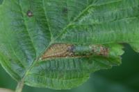 Phyllonorycter rajella