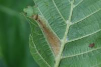 Phyllonorycter rajella