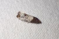 Notocelia roborana