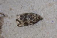 Celypha lacunana